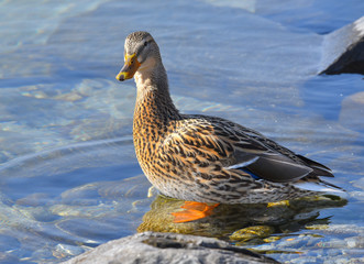 Anatra che cammina nell'acqua del lago