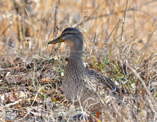 Femmina di anatra che cammina sull'erba