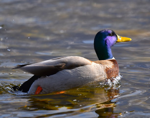 Germano reale maschio che nuota nel lago