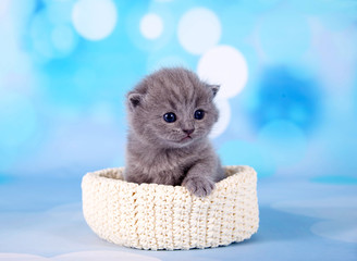 Fototapeta na wymiar Süßes, kleines British Kurzhaar Katzenbaby vor blauem Hintergrund