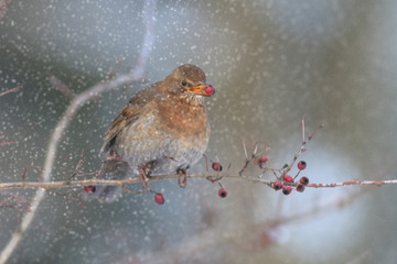 bird