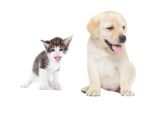 funny kitten and labrador puppy