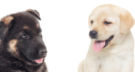 labrador and a German Shepherd puppy on a white background