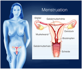 Gebärmutter.Menstruation.Periode