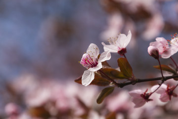 pink flowers on the tree