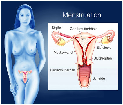 Geb&auml;rmutter.Menstruation.Periode