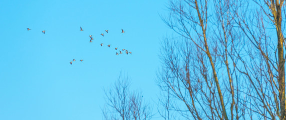 Flock of geese flying in a blue sky
