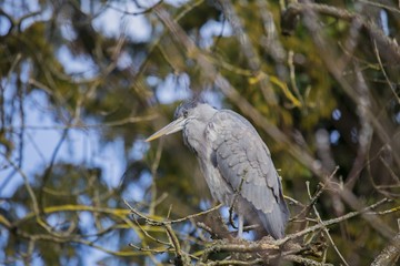 Grey Heron (Ardea cinerea)