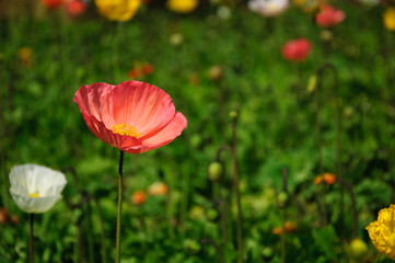 The beautiful blooming Corn poppy flowers in garden

