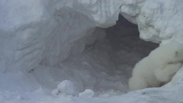 A white bear cub goes out from a lair (flat)