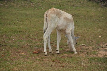 Cute Calf