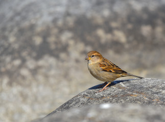 Passerotto sul sasso
