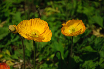 Obraz premium The beautiful blooming Corn poppy flowers in garden 