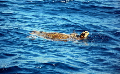 Obraz premium A huge sea turtle. Gili Trawangan Island, Indonesia