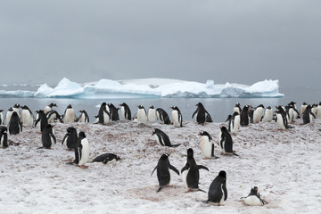 Gentoo Penguin colony, Antarctica.