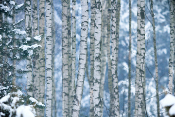 Fototapeta premium forest winter