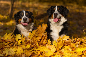 Two berner dog sitting in leaves