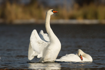 swan