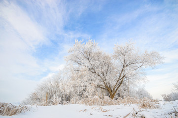 Obraz na płótnie Canvas forest winter