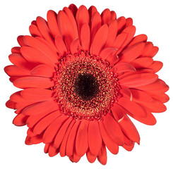 Bud red flower gerbera