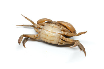 field crab