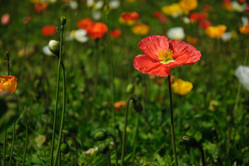 The beautiful blooming Corn poppy flowers in garden
