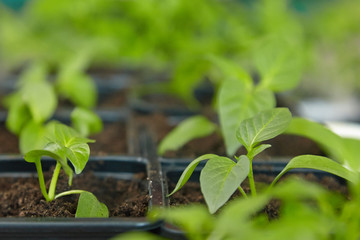 Seedlings on the vegetable tray.