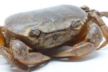 field crab