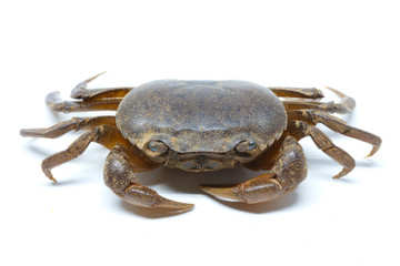 field crab