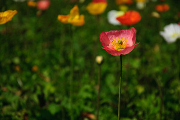 The beautiful blooming Corn poppy flowers in garden
