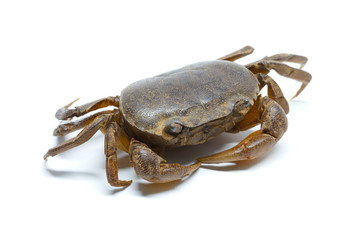 field crab