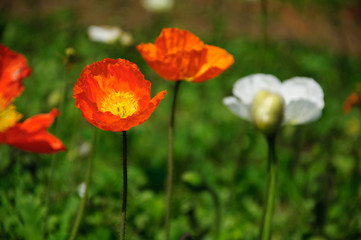 The beautiful blooming Corn poppy flowers in garden
