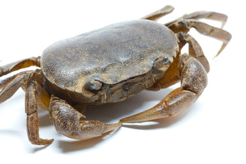 field crab