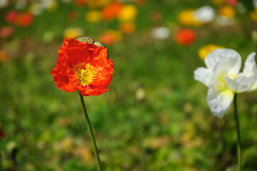Naklejka premium The beautiful blooming Corn poppy flowers in garden 