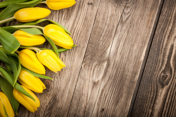 Fresh yellow tulips