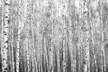 Papier Peint photo Lavable Bouleau forêt de bouleaux, photo noir-blanc