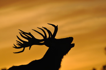 red deer stag at sunset