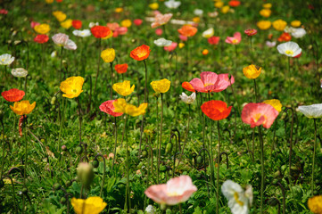 The beautiful blooming Corn poppy flowers in garden
