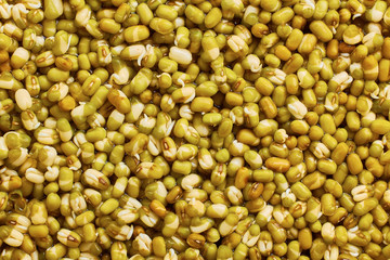 Tiny mung bean sprouts closeup