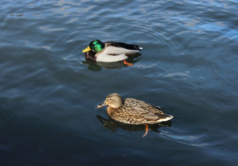 Male and female mallard duck (Anas platyrhynchos) are swimming.