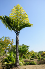 Beautiful palm tree in blue sky
