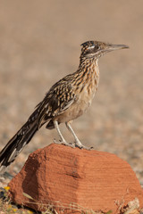 Roadrunner on Rock