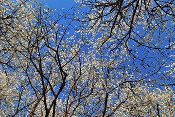 Weiße Kirschblüten vor blauem Himmel