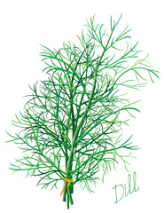 Fototapeta premium Dill