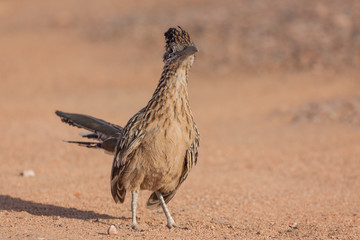 Roadrunner