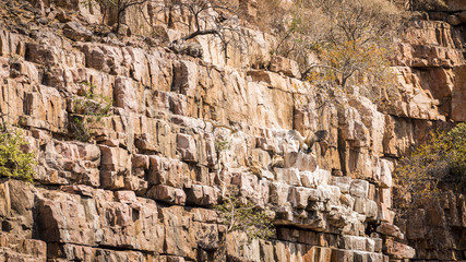 Fototapeta premium Vulture Landing at Nest