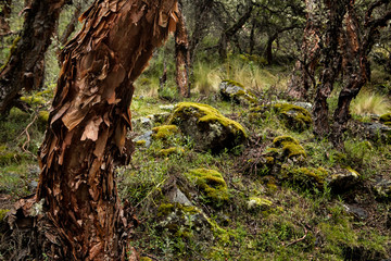 Polylepis forest in the high Andes of Bolivia