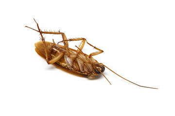 Cockroach on white background