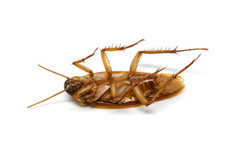 Cockroach on white background