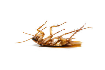 Cockroach on white background